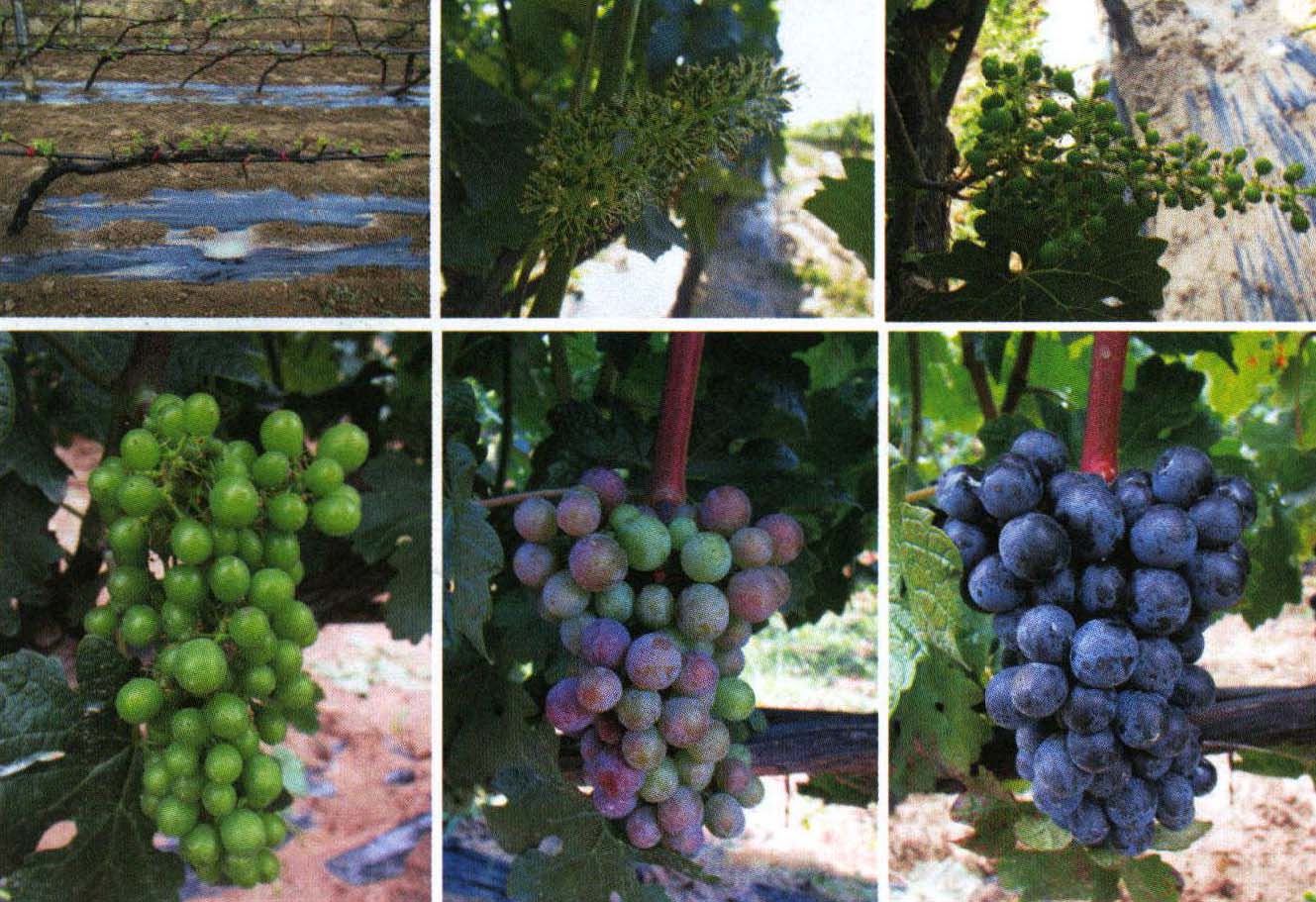 第一节 葡萄浆果成熟的不同阶段